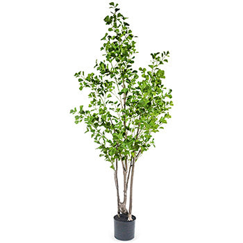 Greenery Greenery