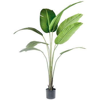 Greenery Greenery