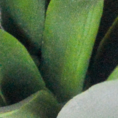 Greenery Greenery