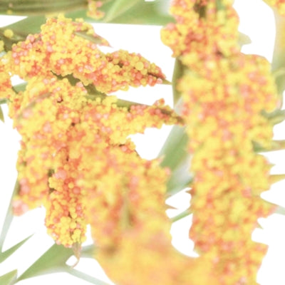 Floral ( of 12) Floral